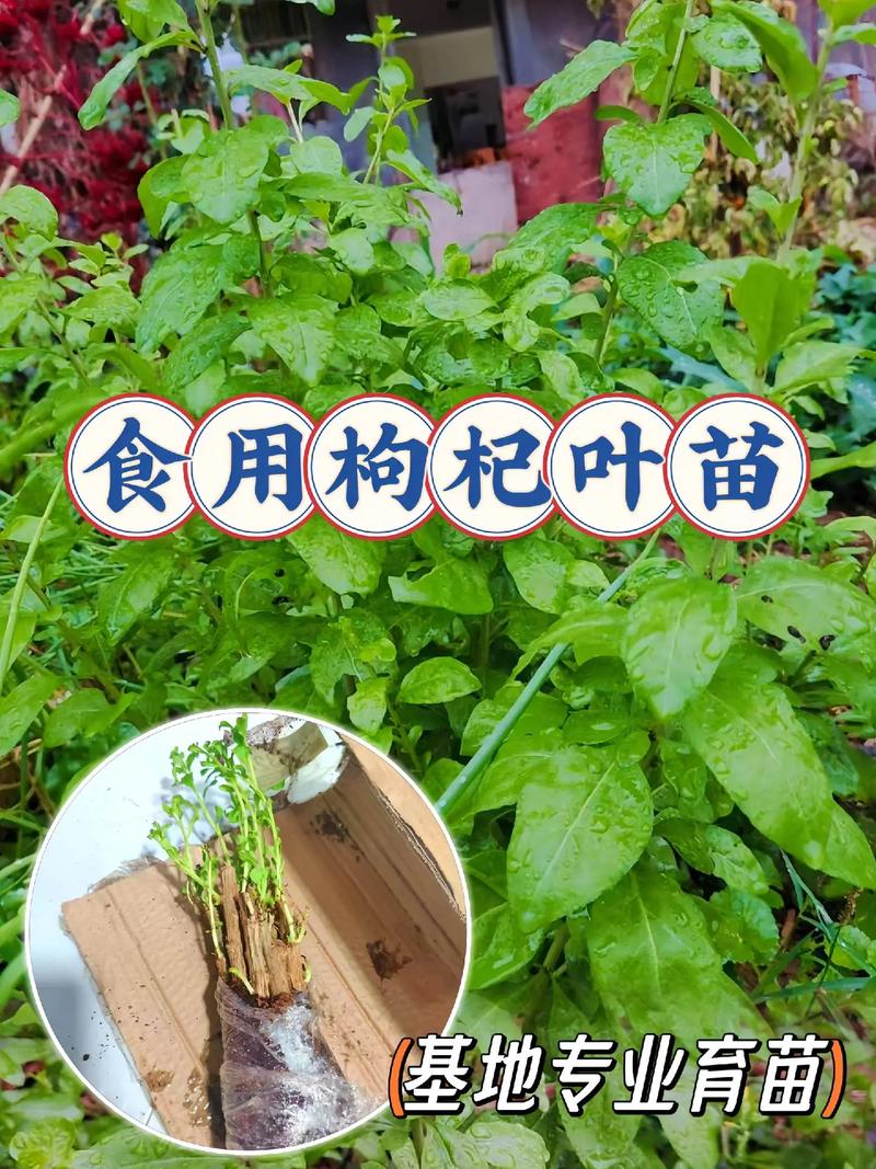 枸杞树苗什么品种好?先看结论 总结