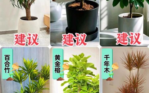 客厅放什么样的花卉最好？科学选择与养护指南