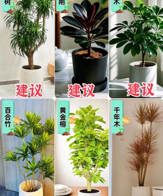 客厅放什么样的花卉最好？科学选择与养护指南