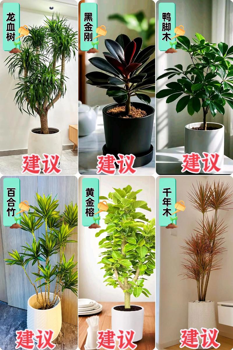 客厅植物首选这3种
