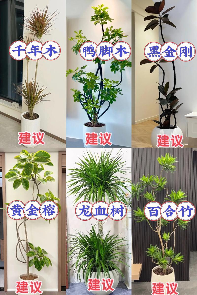 品种详细推荐
