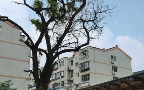 房前屋后不宜种植的树木及科学栽种指南