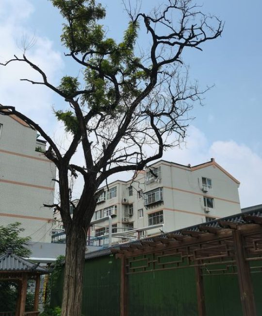 房前屋后不宜种植的树木及科学栽种指南