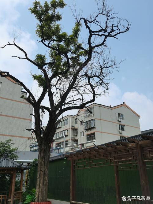 房前屋后不宜种植的树木及科学栽种指南