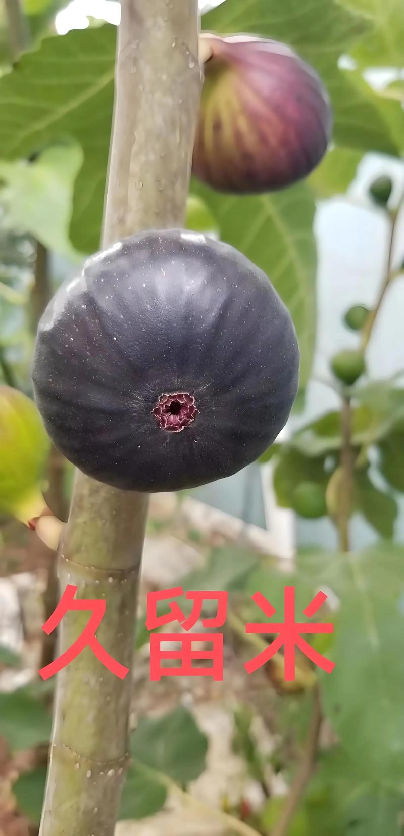 无花果的种类有哪些？2026年优质品种推荐与种植指南