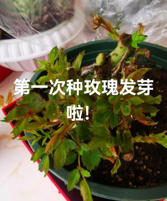 如何种玫瑰花：从选苗到成活的超详细指南