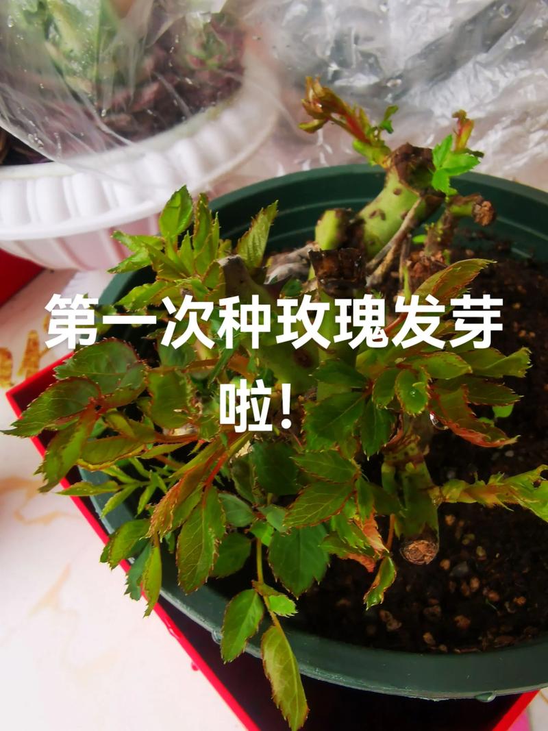 如何种玫瑰花:从选苗到成活的超详细指南 如何种玫瑰花:从选苗到成活的超详细指南