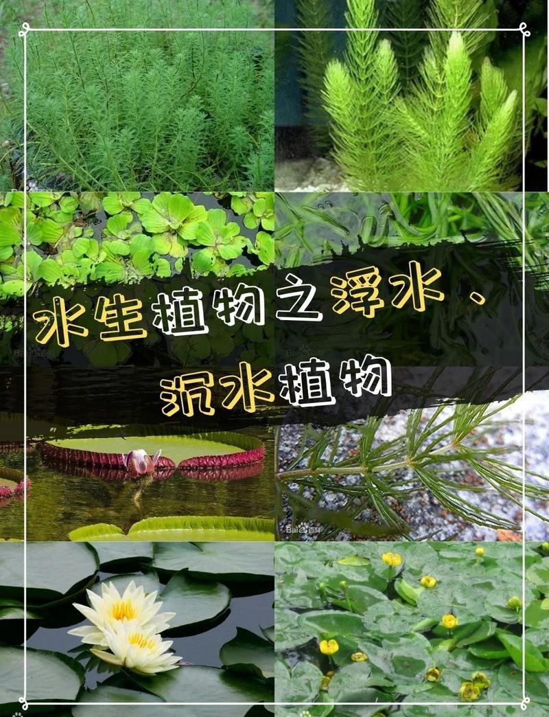 判断苦草是否适合你的池塘或河道