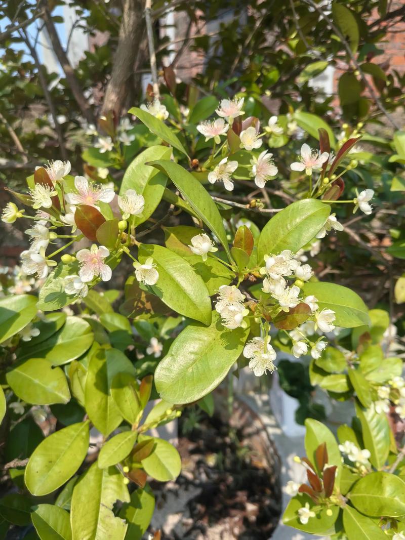 巴西樱桃什么时候开花结果?花期果期全指南 促花促果养护步骤:修剪、施肥、授粉三步到位