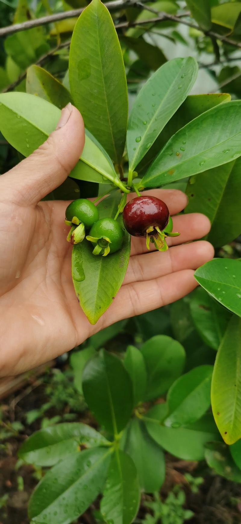 巴西樱桃什么时候开花结果?花期果期全指南 FAQ