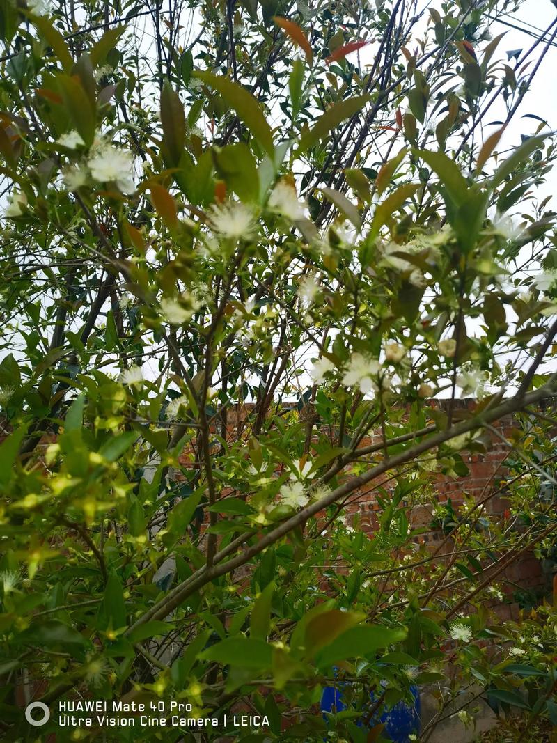 巴西樱桃什么时候开花结果?花期果期全指南 总结
