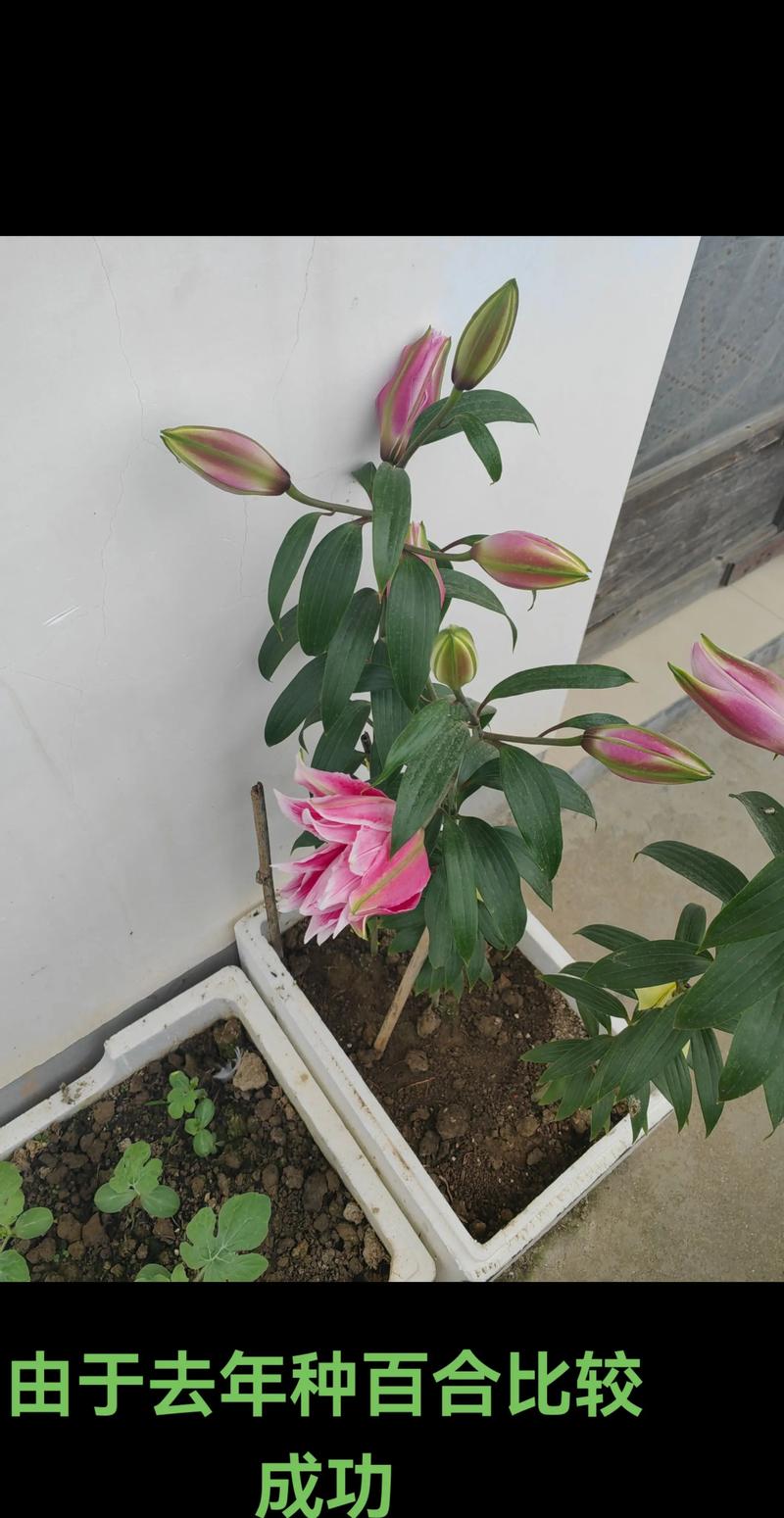 百合花什么时候种植最好？家庭盆栽与地栽全攻略