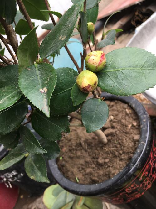 山茶花为什么不开花?常见原因与解决方法 山茶花的花期与不开花原因分析