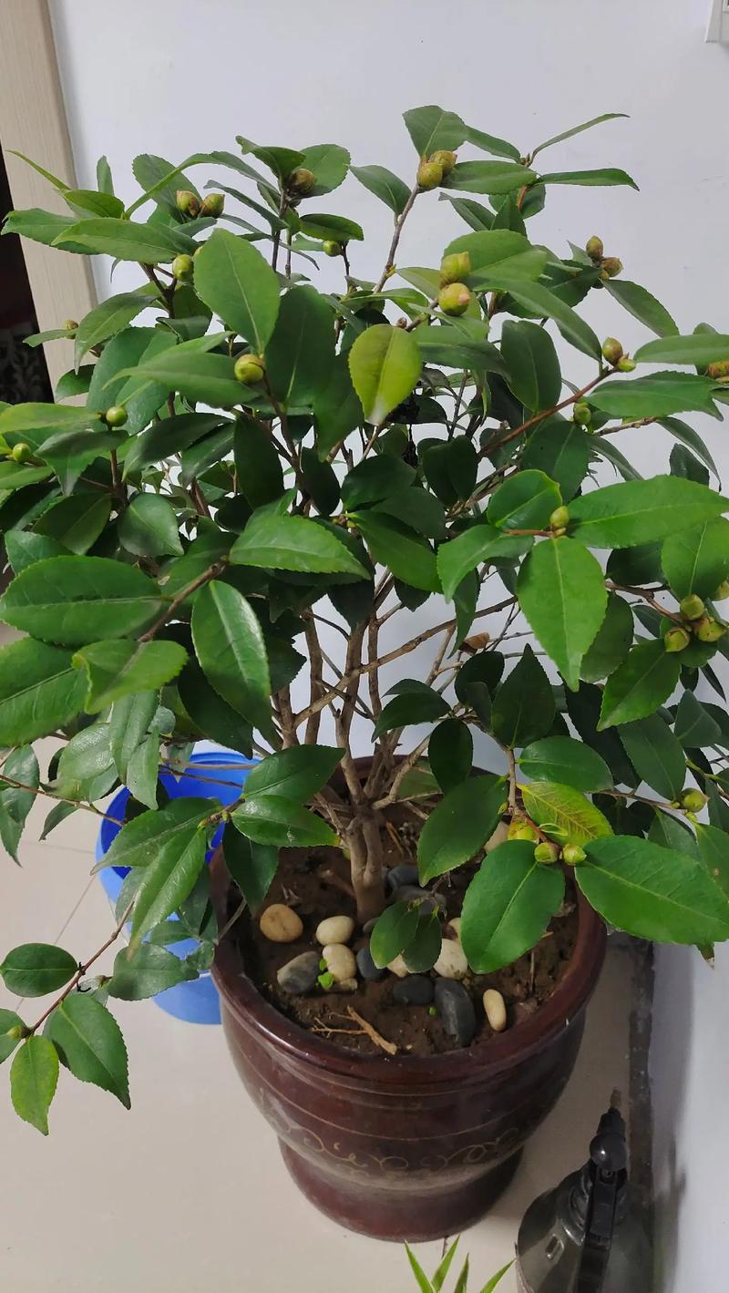 山茶花为什么不开花?常见原因与解决方法 影响山茶花开花的关键因素(含具体参数)