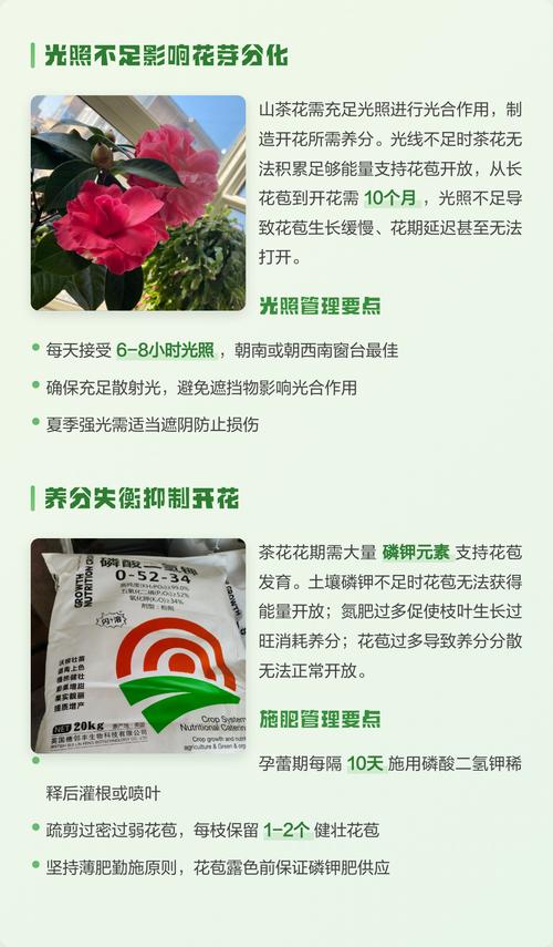 山茶花为什么不开花?常见原因与解决方法 不开花常见原因与解决(结构化列表)