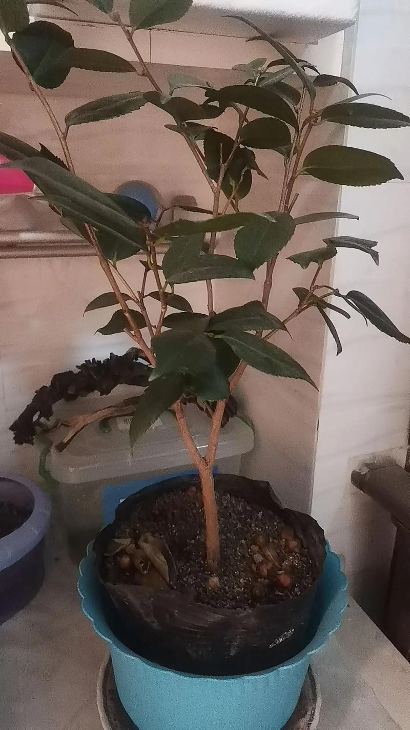 山茶花为什么不开花?常见原因与解决方法 FAQ