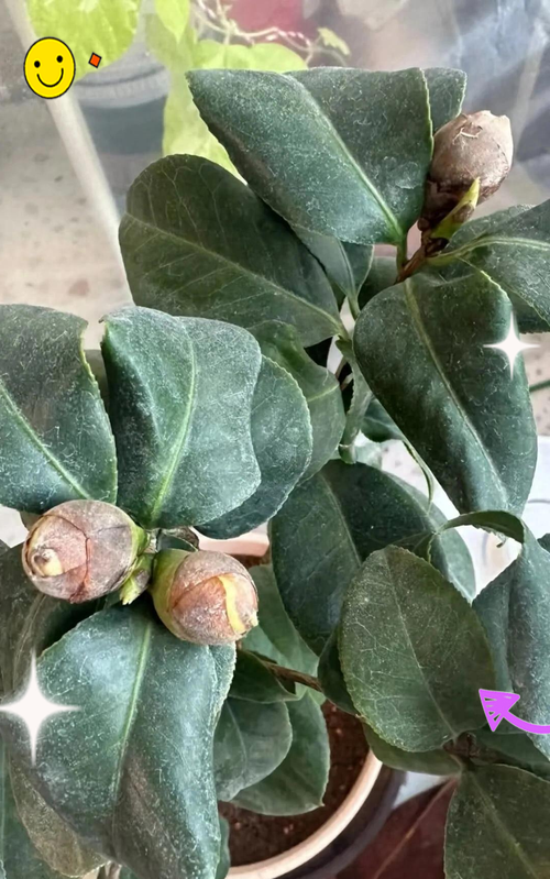 山茶花为什么不开花?常见原因与解决方法 总结