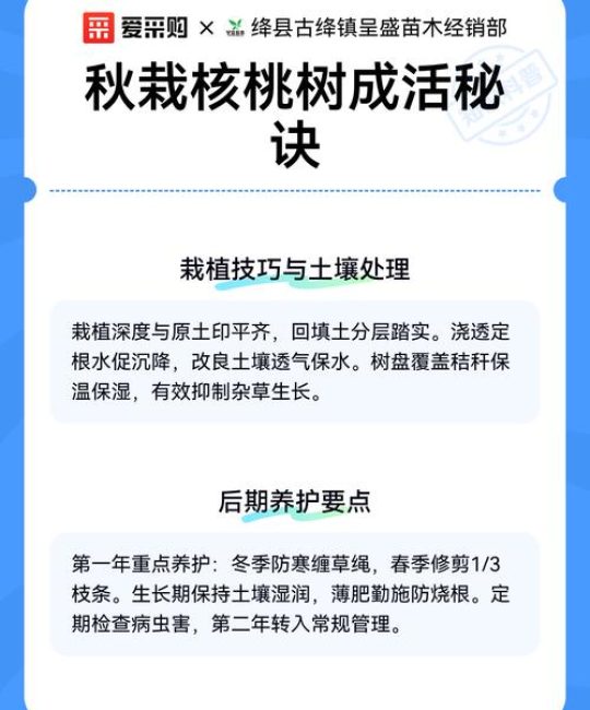 核桃树现在能栽活吗？秋冬栽植关键技术指南