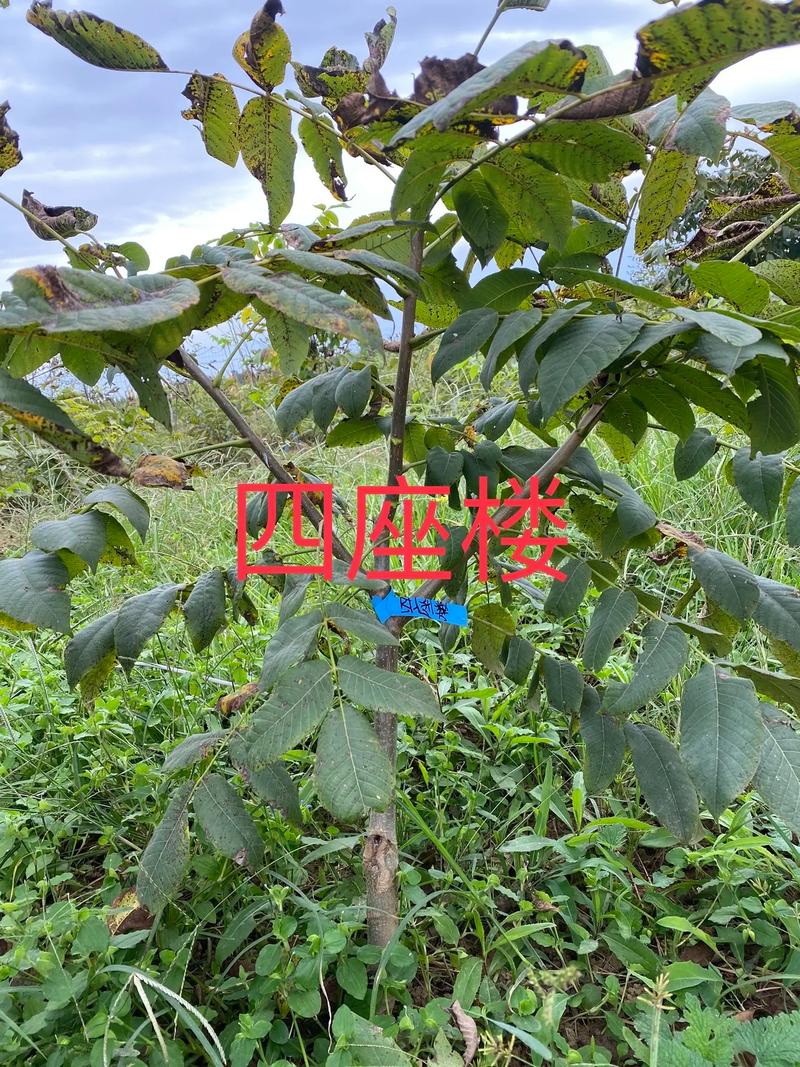 核桃树现在能栽活吗?秋冬栽植关键技术指南 二、核桃树栽植的土壤环境标准