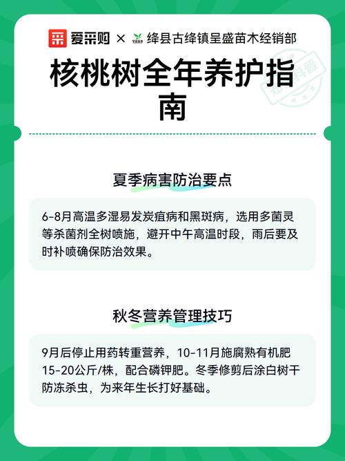 核桃树现在能栽活吗?秋冬栽植关键技术指南 三、核桃树苗的栽前处理与选苗验苗