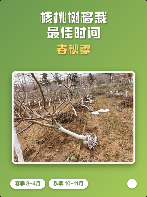 核桃树现在能栽活吗?秋冬栽植关键技术指南 四、核桃树栽植深度——最关键的成活因素