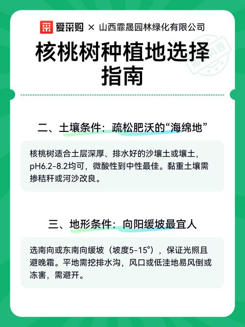 核桃树现在能栽活吗?秋冬栽植关键技术指南 七、核桃树栽后易出的三个问题和纠正方法