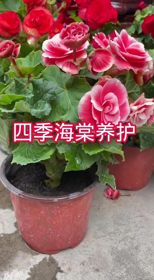 海棠树夏季养护指南:浇水、施肥、遮阴全攻略 浇水:晨晚浇透,午间避水,是海棠树夏季补水的安全节奏