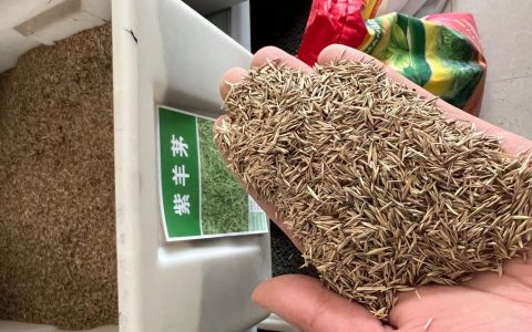 草种种子哪里买？一份科学的采购渠道分析与核查指南