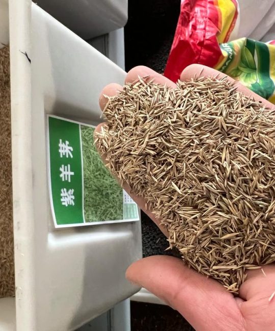 草种种子哪里买？一份科学的采购渠道分析与核查指南