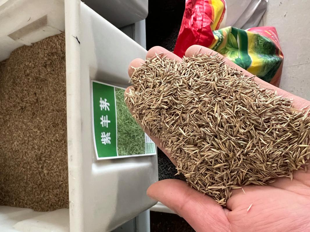 草种种子哪里买?一份科学的采购渠道分析与核查指南 草种种子哪里买?一份科学的采购渠道分析与核查指南