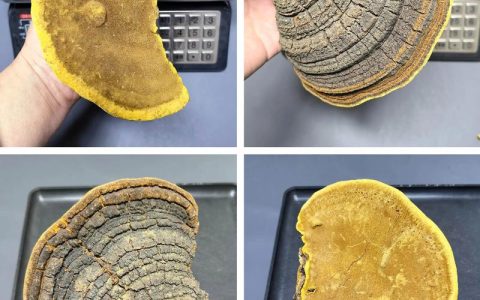 桑黄种植技术与种植方法：从菌种到采收的全流程实操指南