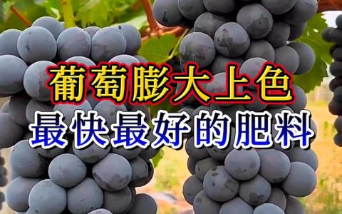 葡萄后期上什么肥料？着色增甜与防裂果的精准施肥指南