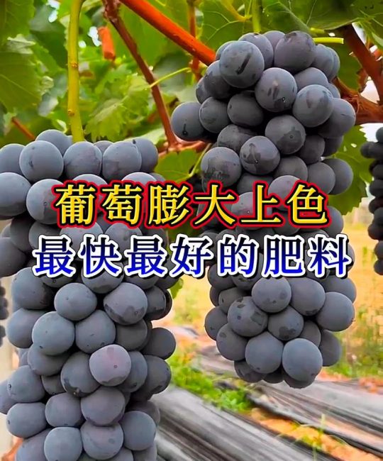 葡萄后期上什么肥料？着色增甜与防裂果的精准施肥指南