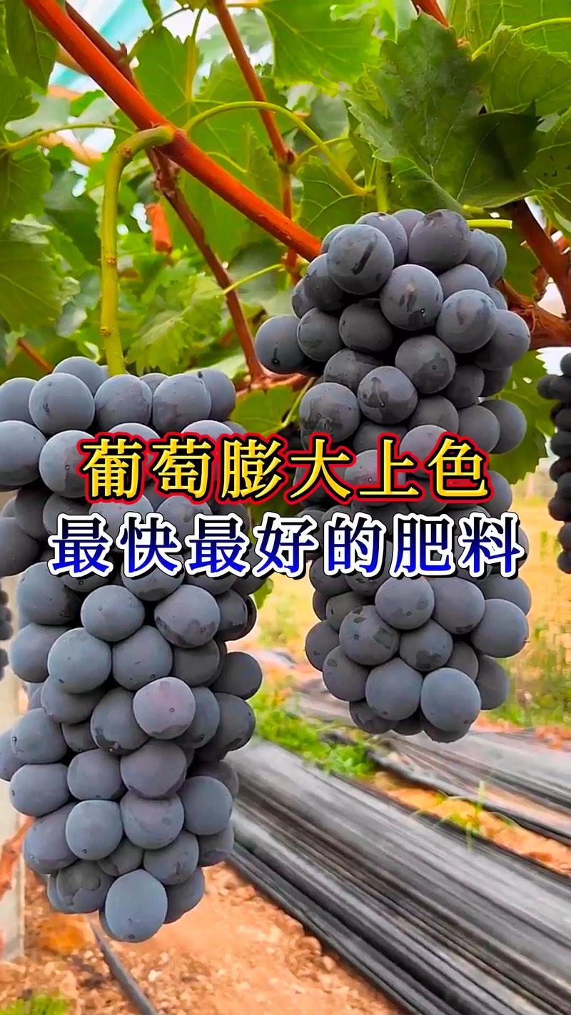 葡萄后期上什么肥料？着色增甜与防裂果的精准施肥指南