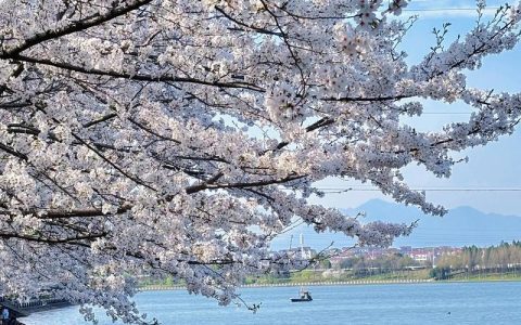 哪里有樱花景区？从苗木采购与供应链角度教你甄别优质赏樱地