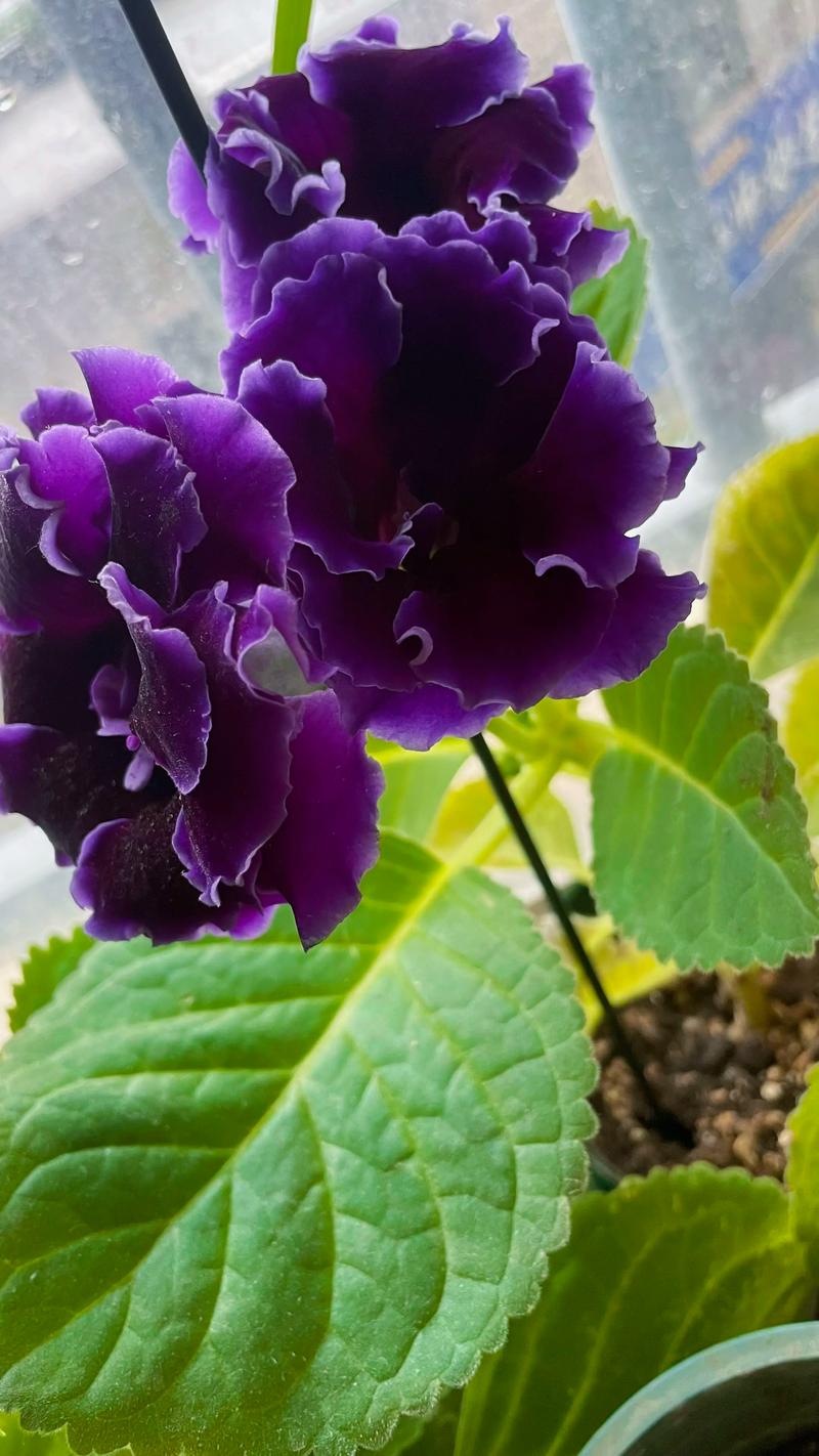 大岩桐花家庭养护指南:从浇水到越冬的可持续管理方案 大岩桐花家庭养护指南:从浇水到越冬的可持续管理方案