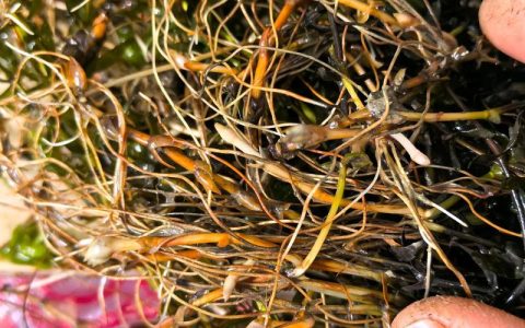 轮叶黑藻每年都需要种吗？——多年生水草的养护真相与越冬技巧