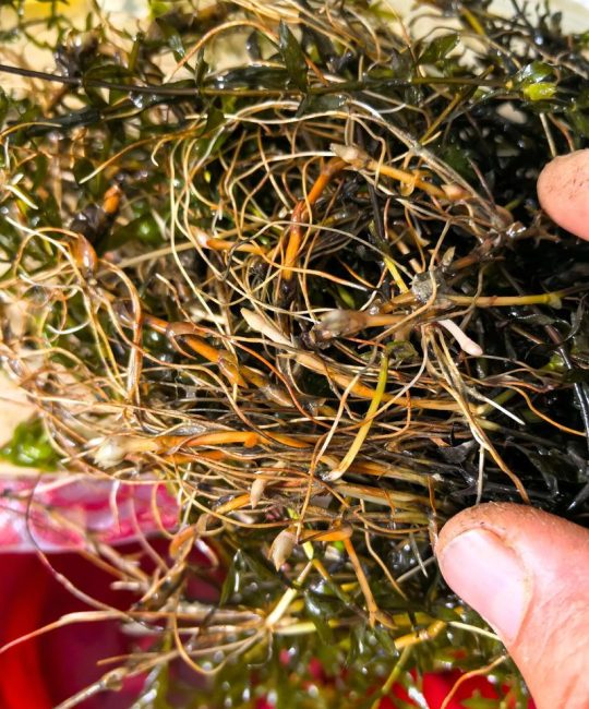 轮叶黑藻每年都需要种吗？——多年生水草的养护真相与越冬技巧