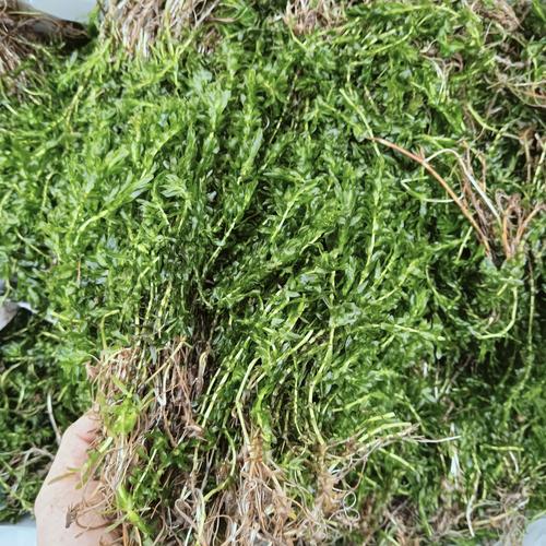 轮叶黑藻每年都需要种吗?——多年生水草的养护真相与越冬技巧 三、轮叶黑藻的越冬管理技巧