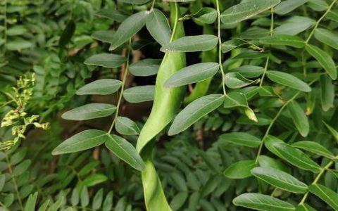 皂角树适合栽在哪里？庭院种植风水与选址全攻略
