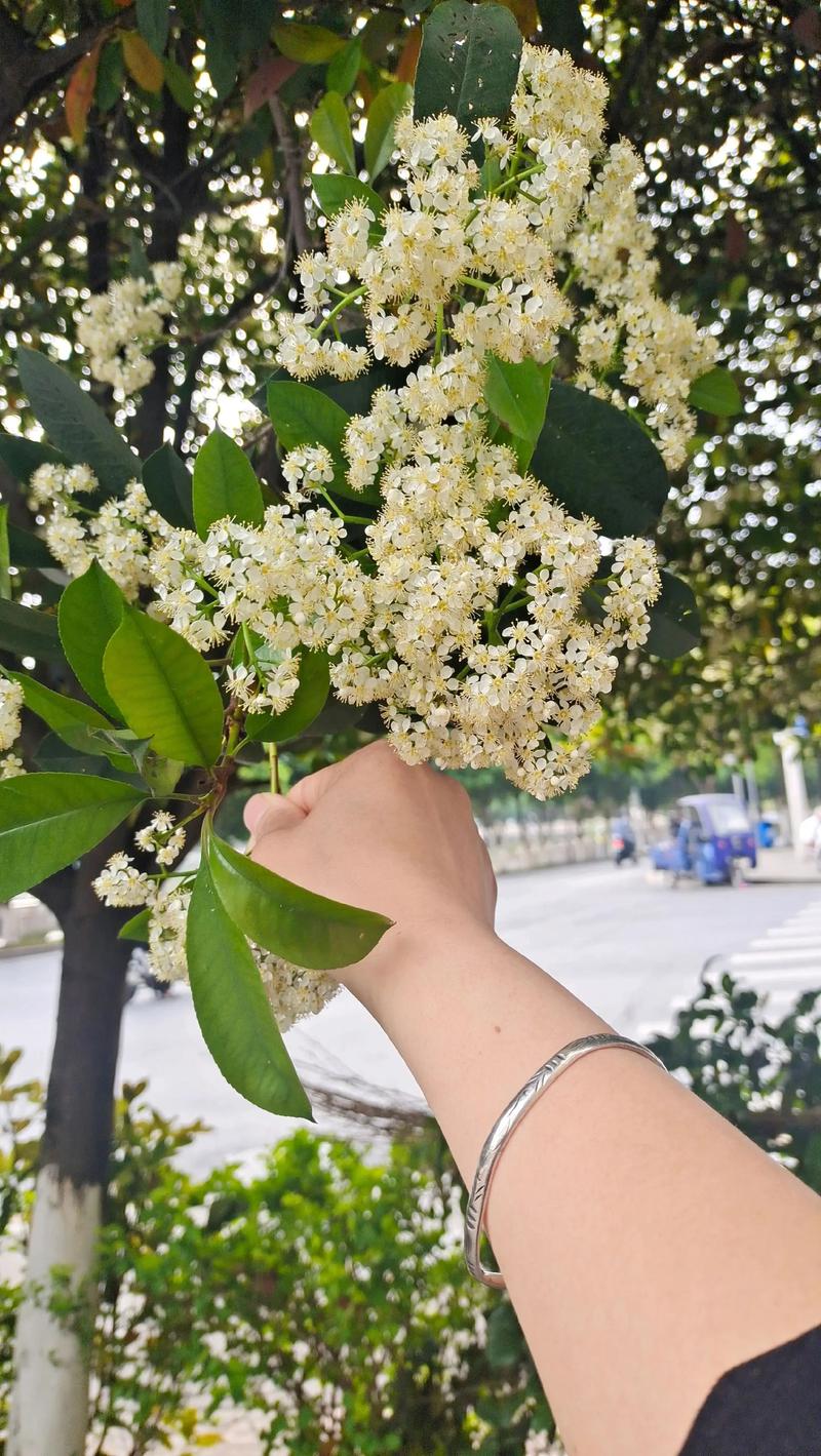 樟树花怎么吃?——安全食用指南与注意事项 樟树花的成分与毒性
