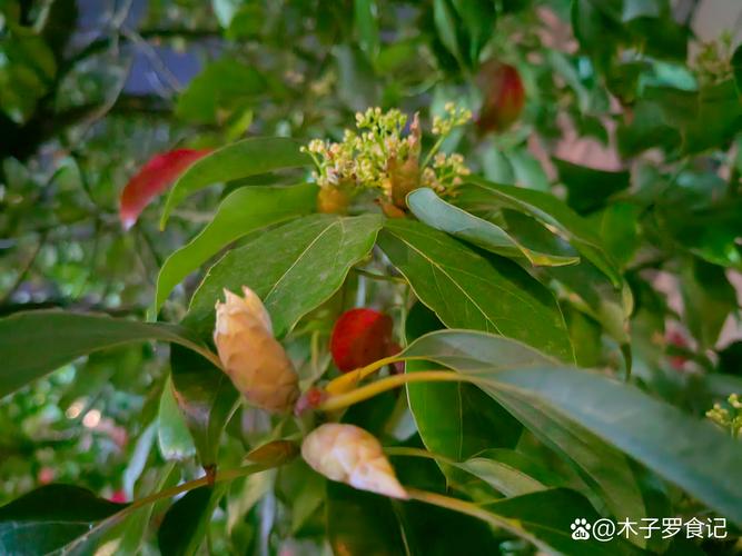 樟树花怎么吃?——安全食用指南与注意事项 传统食用方法(需谨慎尝试)