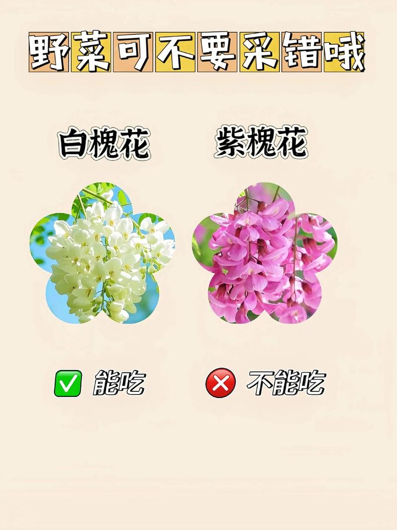 樟树花怎么吃?——安全食用指南与注意事项 更安全的替代方案