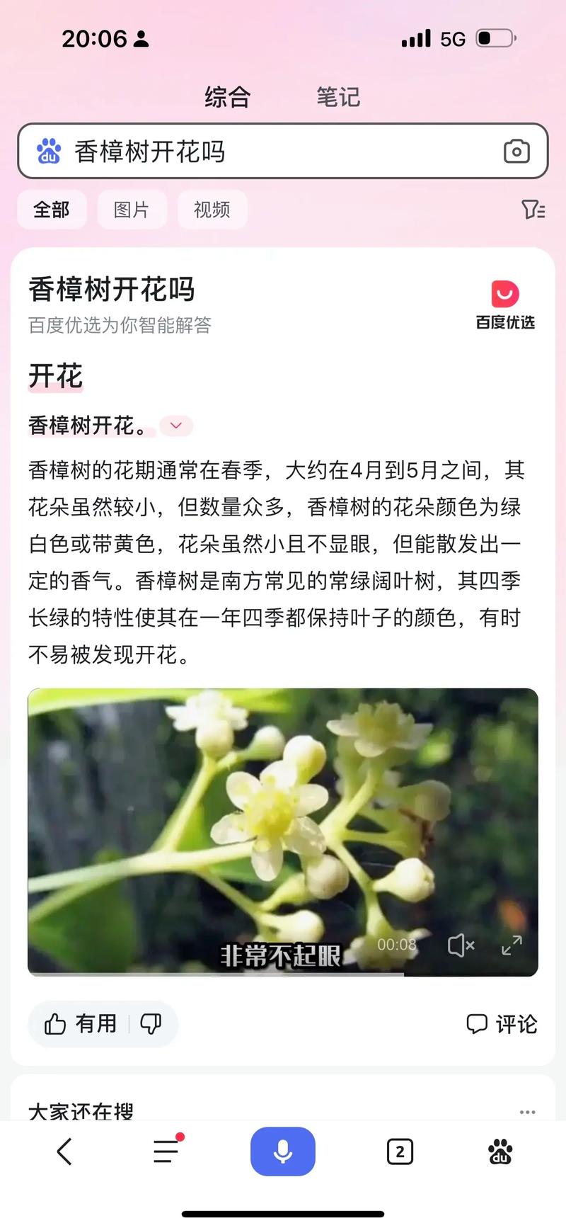 樟树花怎么吃?——安全食用指南与注意事项 结语