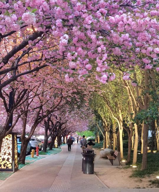 樱花树栽在大门两旁好吗？