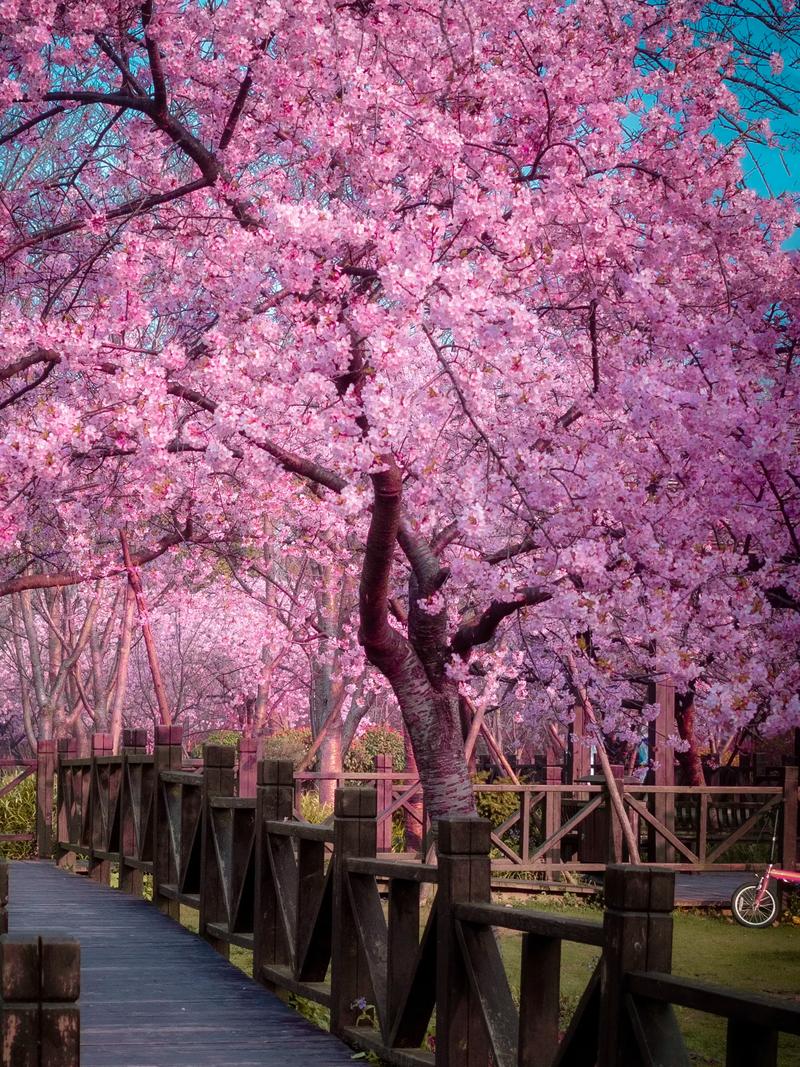三、日常养护：让樱花年年繁花似锦