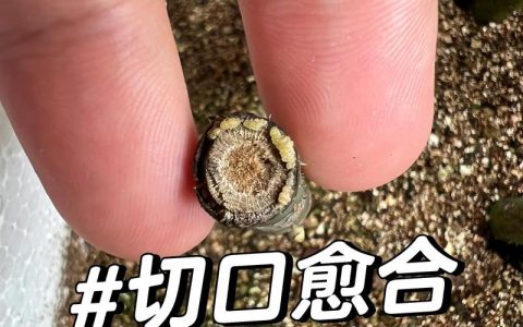 月季扦插最佳时间与全流程养护指南