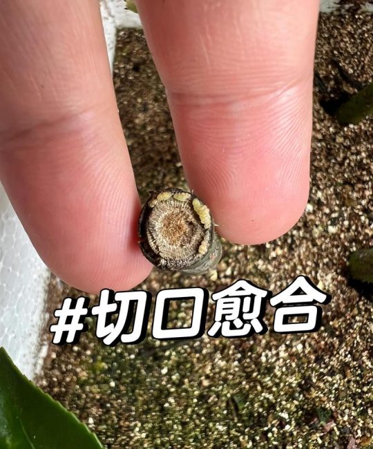 月季扦插最佳时间与全流程养护指南