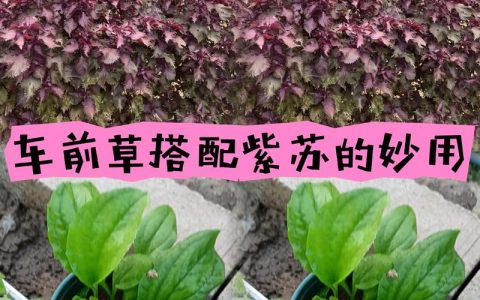 紫苏如何种植方法：从选种到收获的全流程技术指南