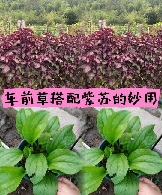 紫苏如何种植方法：从选种到收获的全流程技术指南